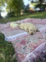 Callie , a female Labrador Retriever for sale in Charlotte, NC – 7 of 9