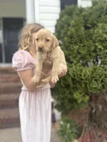 Hope , a female Labrador Retriever for sale in Charlotte, NC – Photo 2 of 8