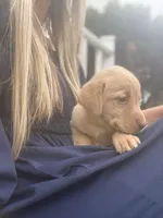 Hope , a female Labrador Retriever for sale in Charlotte, NC – Photo 6 of 8