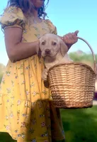 Hope , a female Labrador Retriever for sale in Charlotte, NC – Photo 2 of 4