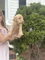 Hope , a female Labrador Retriever for sale in Charlotte, NC – Photo 4 of 8