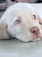 Hope , a female Labrador Retriever for sale in Charlotte, NC – Photo 4 of 4
