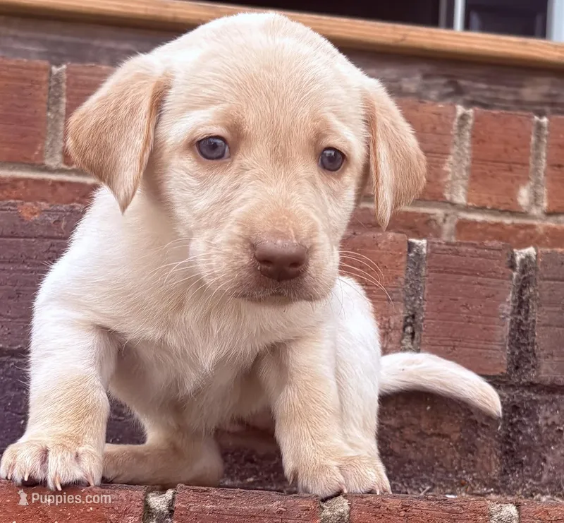 Hope  – Labrador Retriever puppy for sale in Charlotte, NC