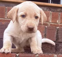 Hope , a female Labrador Retriever for sale in Charlotte, NC – Photo 1 of 8