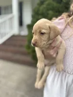 Hope , a female Labrador Retriever for sale in Charlotte, NC – Photo 3 of 8