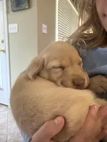 Hope , a female Labrador Retriever for sale in Charlotte, NC – Photo 8 of 8