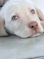 Hope , a female Labrador Retriever for sale in Charlotte, NC – Photo 1 of 4