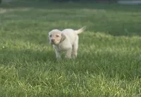 Hope , a female Labrador Retriever for sale in Charlotte, NC – Photo 3 of 4