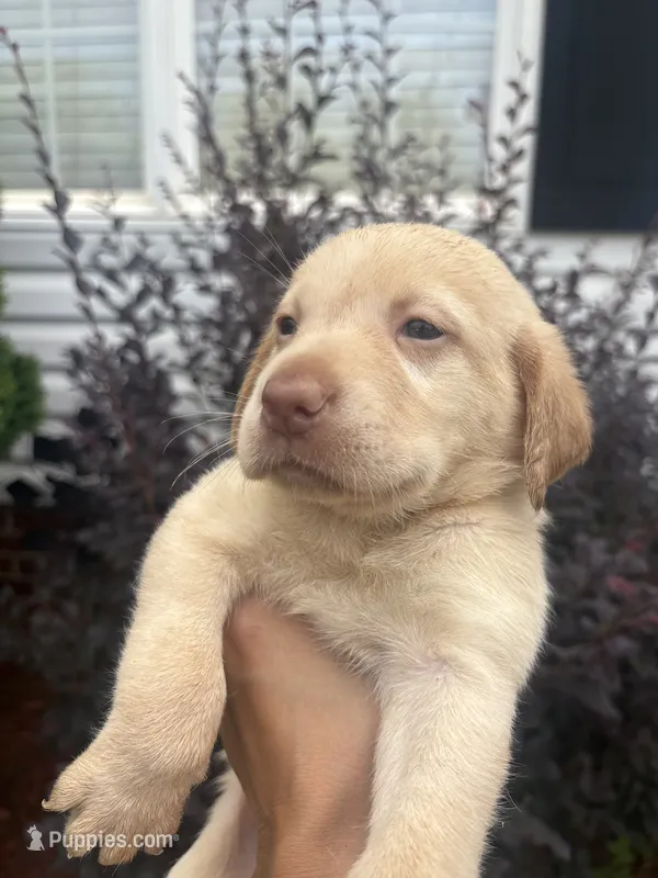 Mae  – Labrador Retriever puppy for sale in Charlotte, NC