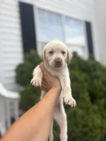Marley, a male Labrador Retriever for sale in Charlotte, NC – 2 of 9