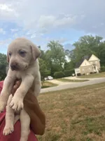 Callie , a female Labrador Retriever for sale in Charlotte, NC – 6 of 9