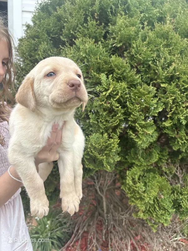 Jake – Labrador Retriever puppy for sale in Charlotte, NC
