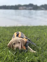 Jake, a male Labrador Retriever for sale in Charlotte, NC – 4 of 7