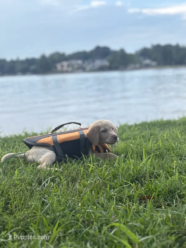 Jake – Labrador Retriever puppy for sale in Charlotte, NC