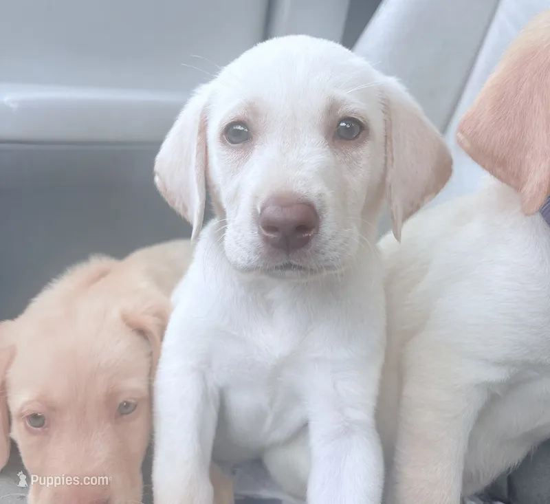 Marley – Labrador Retriever puppy for sale in Charlotte, NC