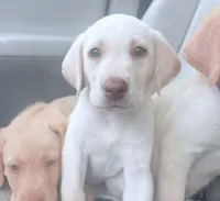 Marley, a male Labrador Retriever for sale in Charlotte, NC – 4 of 8