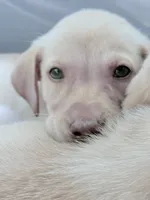 Marlo, a male Labrador Retriever for sale in Charlotte, NC – 1 of 7
