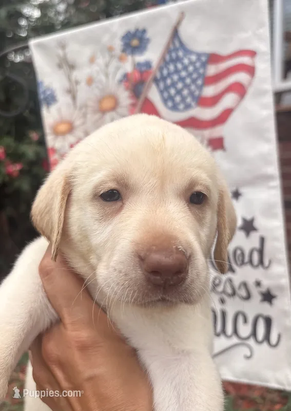 Marley – Labrador Retriever puppy for sale in Charlotte, NC