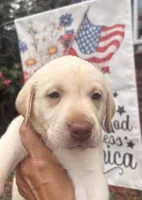 Marley, a male Labrador Retriever for sale in Charlotte, NC – 1 of 9