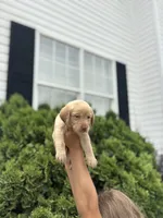 Mae , a female Labrador Retriever for sale in Charlotte, NC – 2 of 9