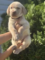 Marley, a male Labrador Retriever for sale in Charlotte, NC – 2 of 8
