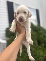 Marley, a male Labrador Retriever for sale in Charlotte, NC – 7 of 9