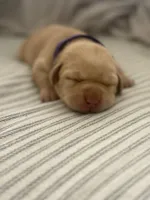 Hazel, a female Labrador Retriever for sale in Charlotte, NC – 2 of 10