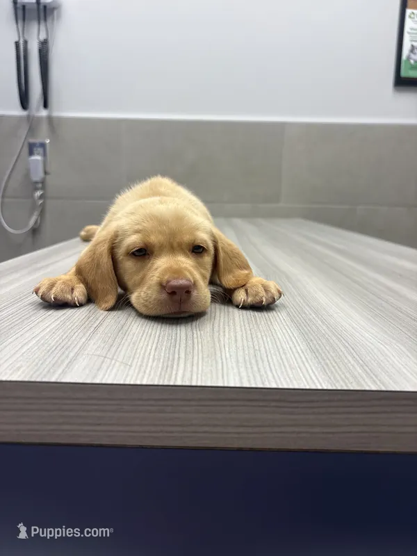 Mae  – Labrador Retriever puppy for sale in Charlotte, NC
