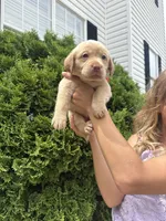 Mae , a female Labrador Retriever for sale in Charlotte, NC – 5 of 9