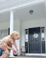 Callie , a female Labrador Retriever for sale in Charlotte, NC – 4 of 9