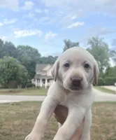 Marley, a male Labrador Retriever for sale in Charlotte, NC – 3 of 9