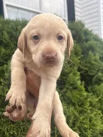 Callie , a female Labrador Retriever for sale in Charlotte, NC – 9 of 9