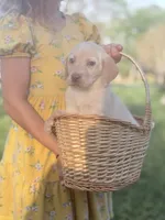 Maggie, a female Labrador Retriever for sale in Charlotte, NC – Photo 5 of 5