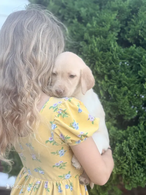 Maggie – Labrador Retriever puppy for sale in Charlotte, NC