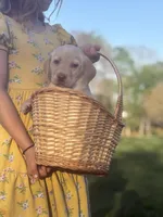 Maggie, a female Labrador Retriever for sale in Charlotte, NC – Photo 3 of 5