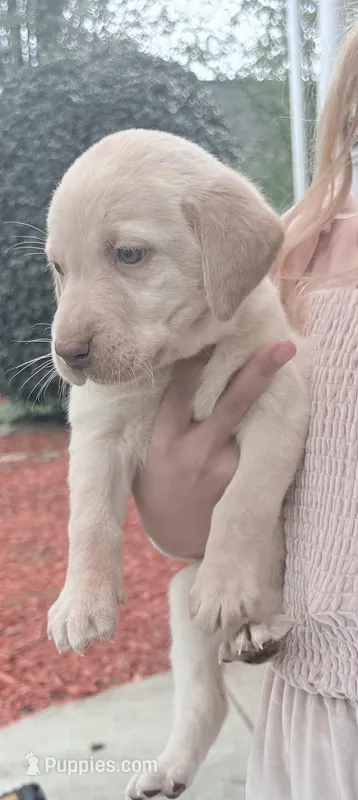 Maggie – Labrador Retriever puppy for sale in Charlotte, NC