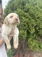 Maggie, a female Labrador Retriever for sale in Charlotte, NC – Photo 2 of 6
