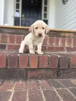 Maggie, a female Labrador Retriever for sale in Charlotte, NC – Photo 5 of 6
