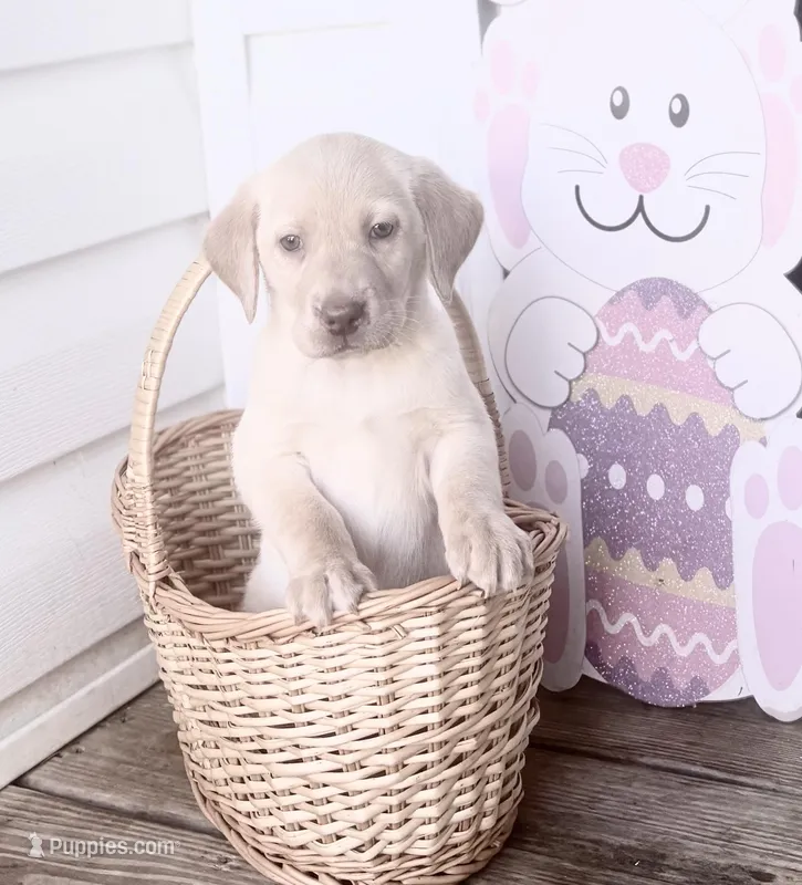 Maggie – Labrador Retriever puppy for sale in Charlotte, NC