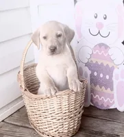 Maggie, a female Labrador Retriever for sale in Charlotte, NC – Photo 2 of 5