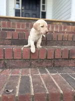 Maggie, a female Labrador Retriever for sale in Charlotte, NC – Photo 6 of 6