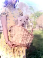 Maggie, a female Labrador Retriever for sale in Charlotte, NC – Photo 4 of 5