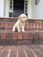 Miller , a male Labrador Retriever for sale in Charlotte, NC – Photo 5 of 7