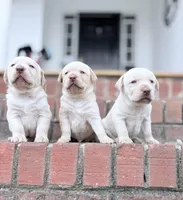 Miller , a male Labrador Retriever for sale in Charlotte, NC – Photo 7 of 7