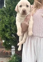 Miller , a male Labrador Retriever for sale in Charlotte, NC – Photo 4 of 7