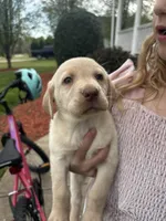 Miller , a male Labrador Retriever for sale in Charlotte, NC – Photo 6 of 7