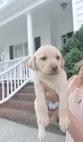 Miller , a male Labrador Retriever for sale in Charlotte, NC – Photo 3 of 7