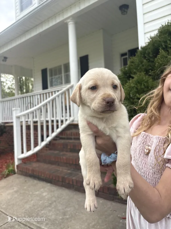 Miller  – Labrador Retriever puppy for sale in Charlotte, NC