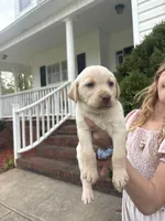 Miller , a male Labrador Retriever for sale in Charlotte, NC – Photo 1 of 7