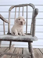 Beau, a male Labrador Retriever for sale in Charlotte, NC – Photo 6 of 6